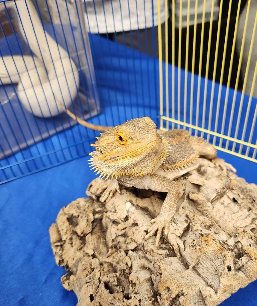 Reptile Specimen
