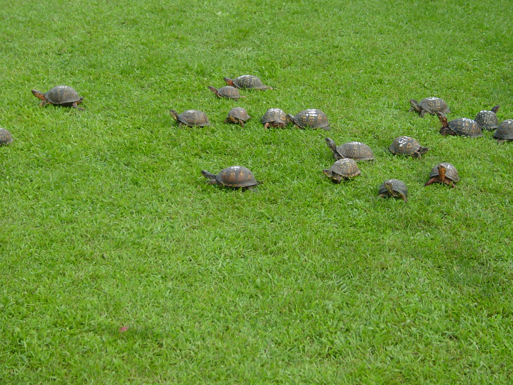 The Turtle Race