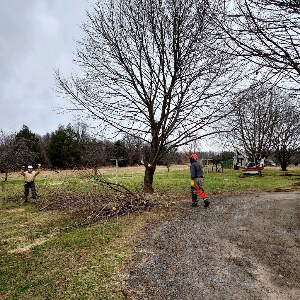 Tree Removal